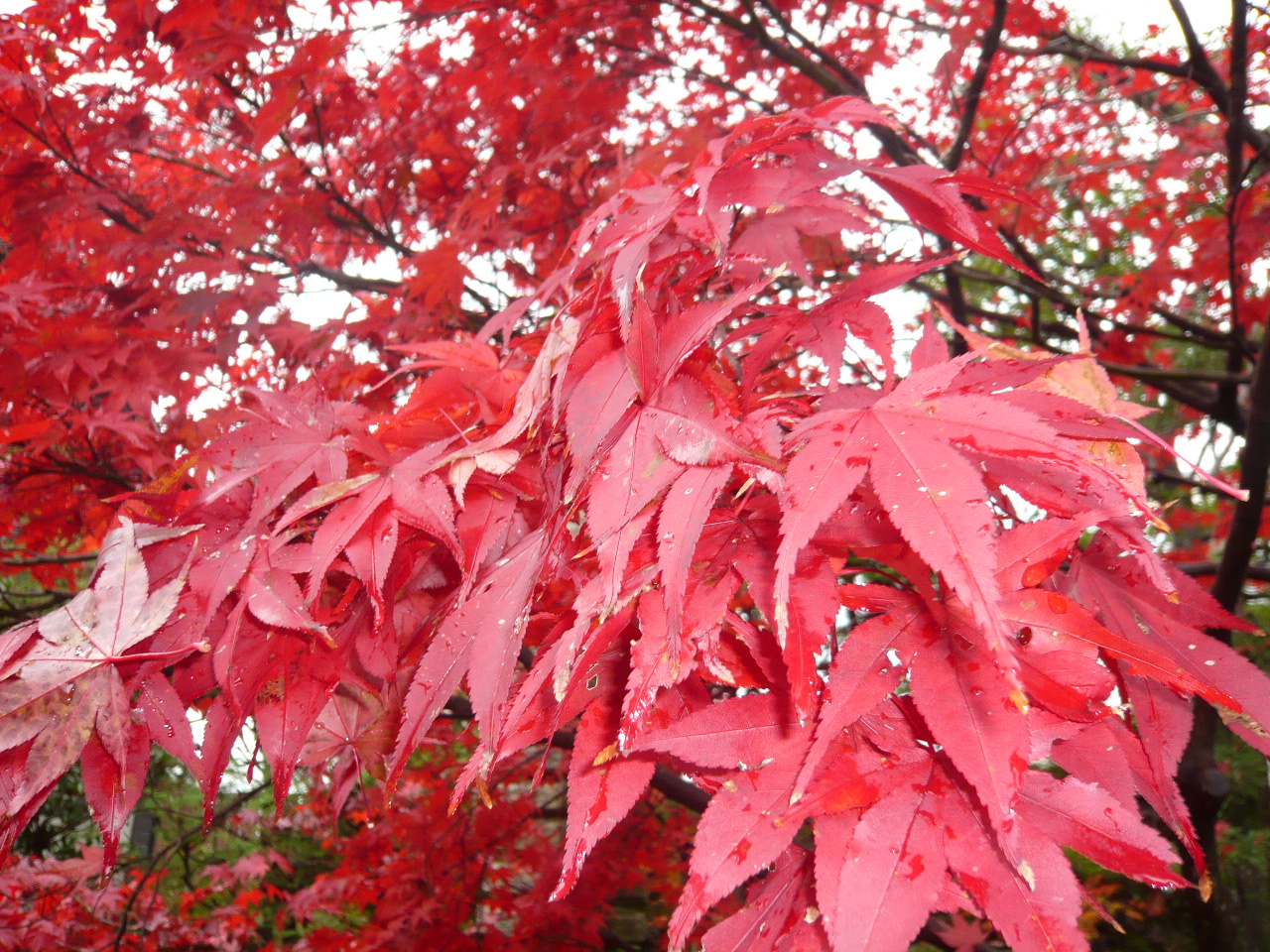 京都山科　毘沙門堂　紅葉