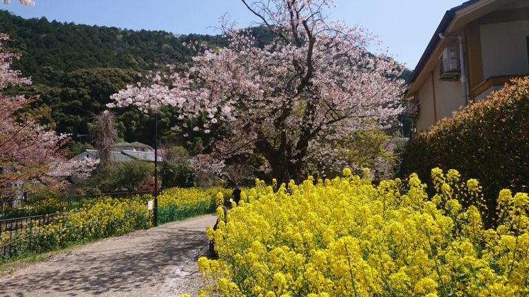 桜探訪第2段　京都山科の巻